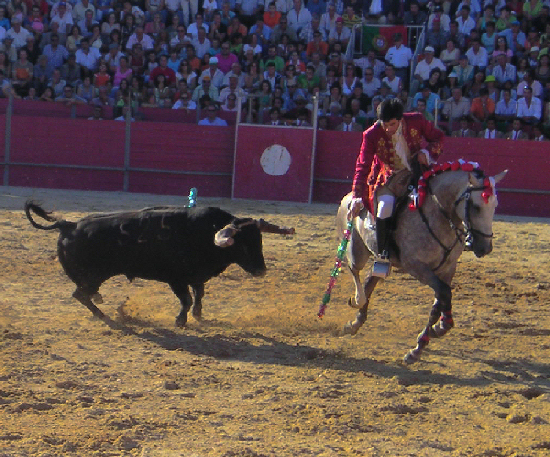 Bull fight
