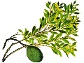 Quebrachobaum (Aspidosperma quebracho-blanco)