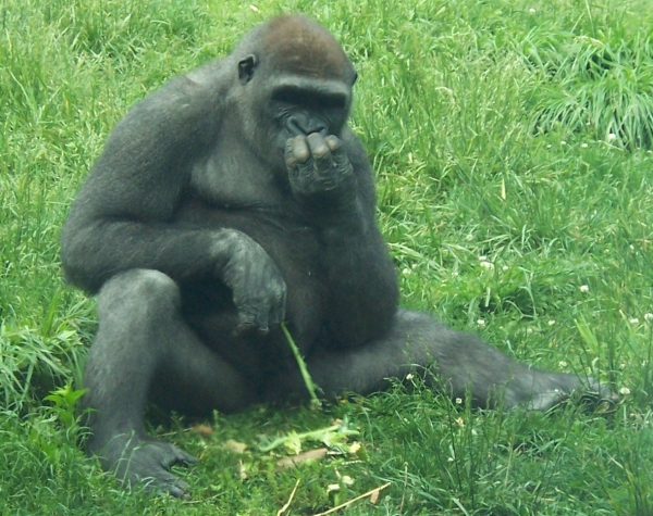 Gorilla (Gorilla gorilla)