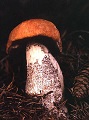 Heiderotkappe (Leccinum versipelle)
