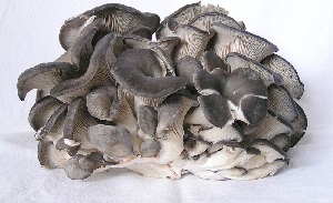 Austern-Seitling (Pleurotus ostreatus)