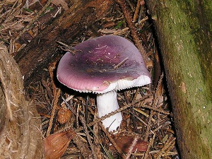 Jodoform-Täubling (Russula turci)