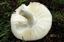 Jodoform-Täubling (Russula turci)