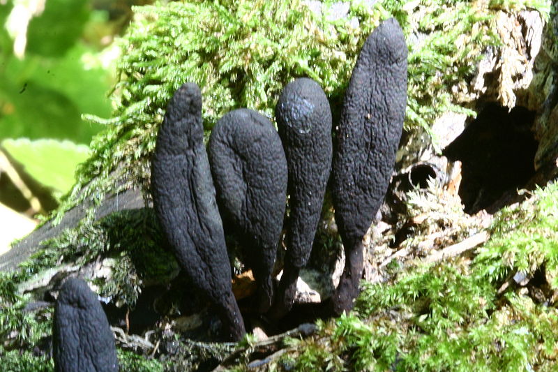 Langstielige Ahornholzkeule (Xylaria longipes)
